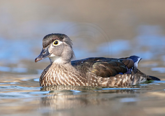 154 female wood duck (AF3A6770) March 24, 2019