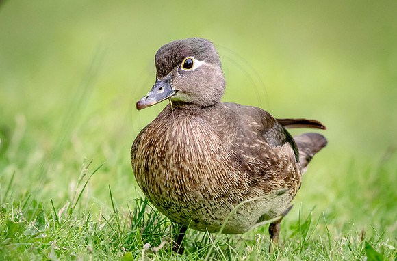 112 female wood duck (624A8298) May 9, 2017