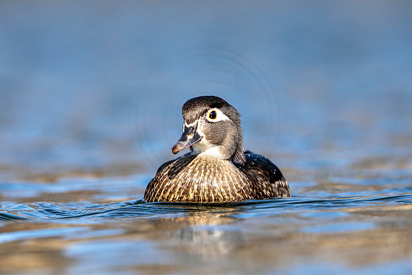 132 female wood duck (AF3A6281) March 24, 2019