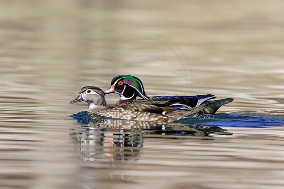 179 wood ducks (624A3804) March 31, 2018 copy