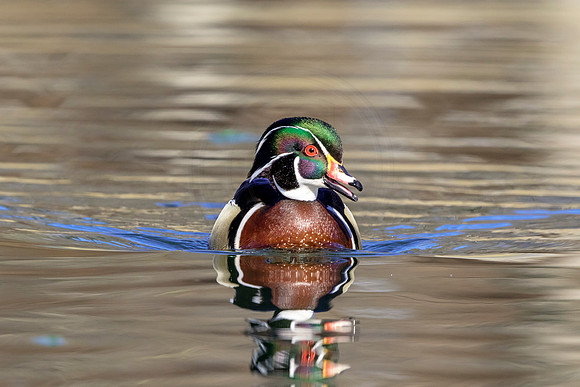 165 wood duck (624A3655) March 31, 2018