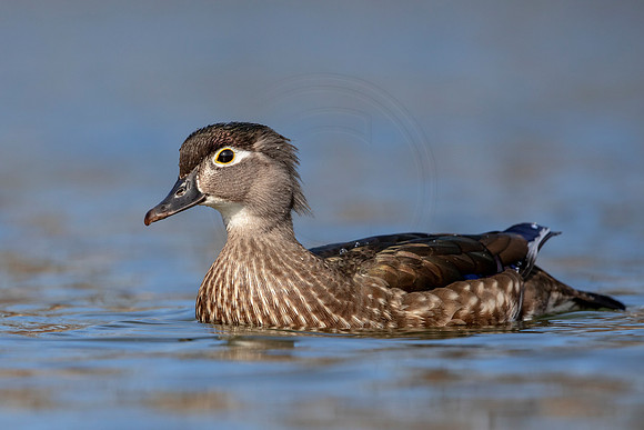 164 female wood duck (624A6711) March 24, 2019