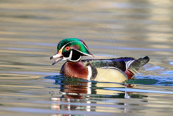 118 wood duck (624A3456) March 31, 2018
