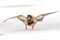 26 male mallard (624A9447) March 19, 2017