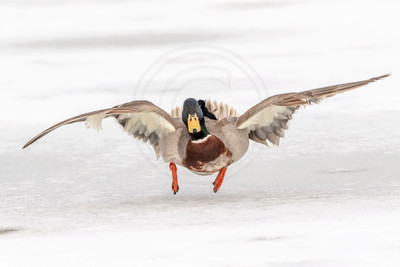 26 male mallard (624A9447) March 19, 2017