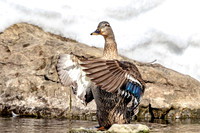 25 female mallard (624A0340) March 19, 2017