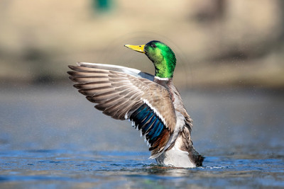 32 mallard (AF3A6852) March 24, 2019