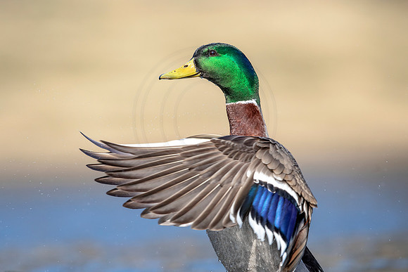 36 mallard (AF3A6625) March 24 2019