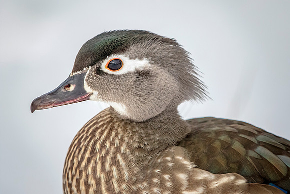 103 female wood duck (624A9369) March 19, 2017