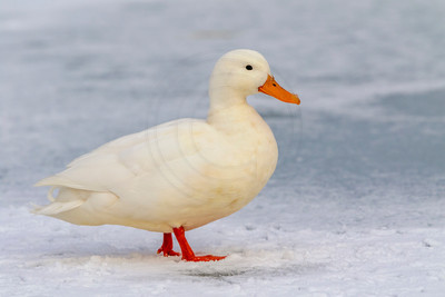 27 white mallard (624A9472) March 19, 2017