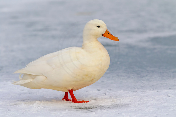 27 white mallard (624A9472) March 19, 2017