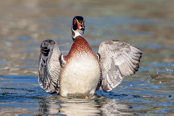 108 wood duck (624A3557) March 31, 2018