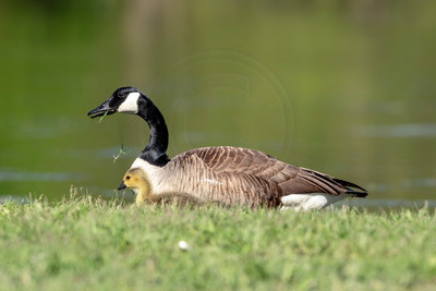 37 goose and gosling (AF3A1569) May 11, 2019 copy