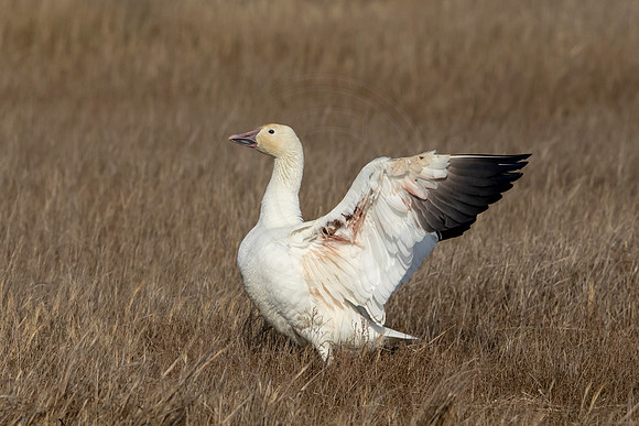 30 snow goose (AF3A8887) February 16, 2019