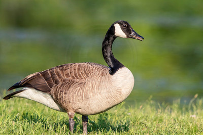 166 canada goose (624A5792) June 1, 2018