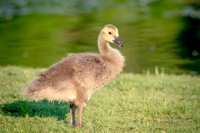 105 canada goose gosling (624A6046) June 1, 2018