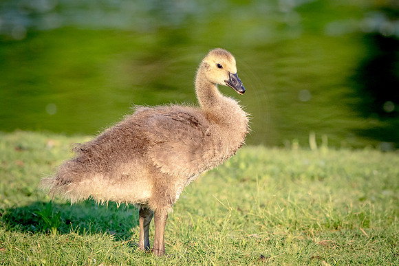 105 canada goose gosling (624A6046) June 1, 2018