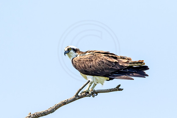 Osprey in Crown Point