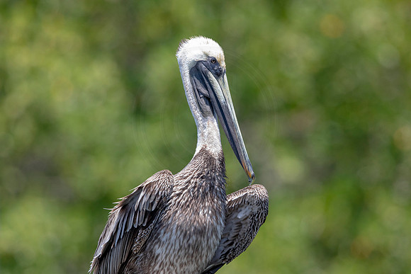 292 pelican (6F3A7870) April 15, 2021