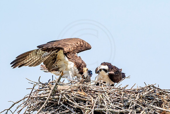 Osprey in Crown Point