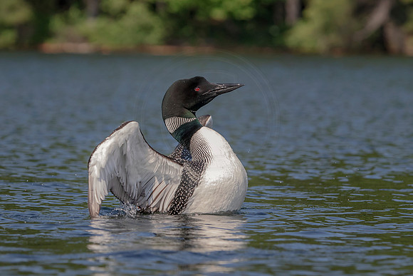 3 loon (624A4663) July 4 2019
