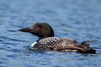 2 loon (624A4615) July 4 2019