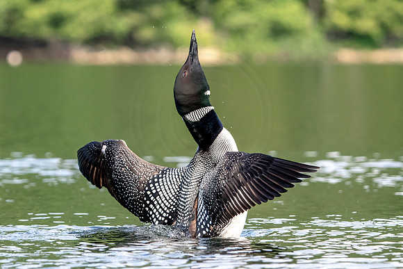 8 loon (624A4049) July 4, 2019