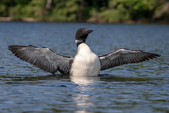1 loon (624A4580) July 4 2019