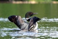 7 loon (624A4048) July 4, 2019