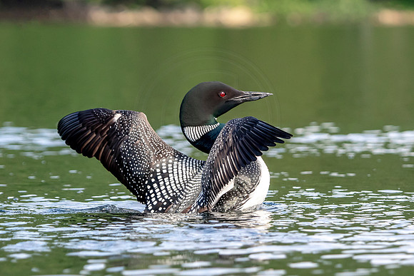 7 loon (624A4048) July 4, 2019