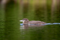 9 loon baby (IMG_2630) July 24, 2021