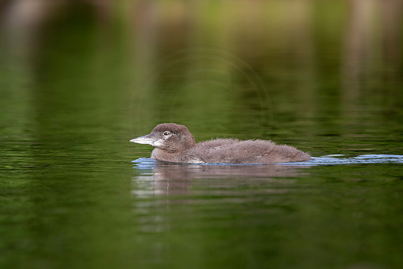 9 loon baby (IMG_2630) July 24, 2021