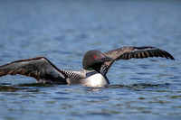 4 loon (624A4601) July 4, 2019