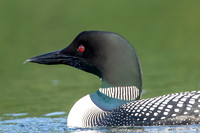 10 loon (624A4138) July 4, 2019