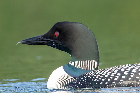10 loon (624A4138) July 4, 2019