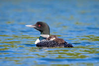 11 loons (624A8563) July 20, 2021