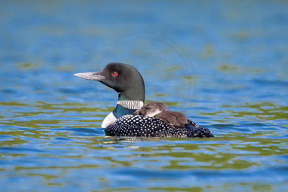 11 loons (624A8563) July 20, 2021