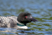 12 loon (624A4661) July 4, 2019