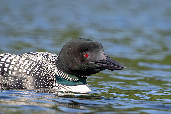 12 loon (624A4661) July 4, 2019