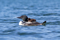 9 loons (624A9421) July 20, 2021