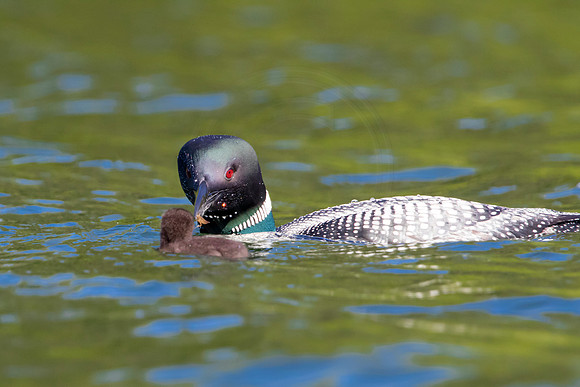 12 loons (624A9132) July 20, 2021