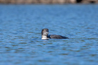 13 loon (IMG_2874) September 4, 2021