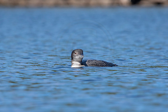 13 loon (IMG_2874) September 4, 2021