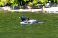 8 loons (624A9373) July 20, 2021