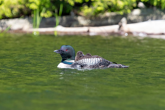 8 loons (624A9373) July 20, 2021