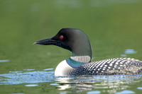 9 loon (624A4138) July 4, 2019