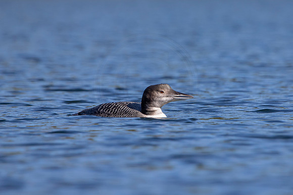 14 loon (IMG_2893) September 4, 2021