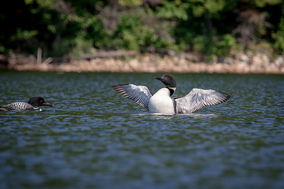 16 loon (624A4719) August 1, 2020