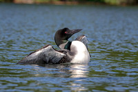13 loon (624A4662) July 4, 2019