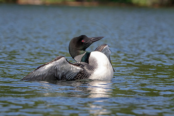 13 loon (624A4662) July 4, 2019